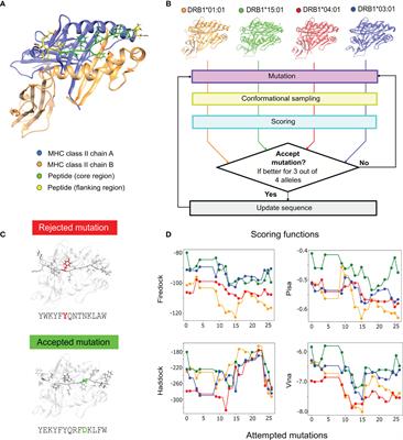 Multiple-Allele MHC Class II Epitope Engineering by a Molecular Dynamics-Based Evolution Protocol